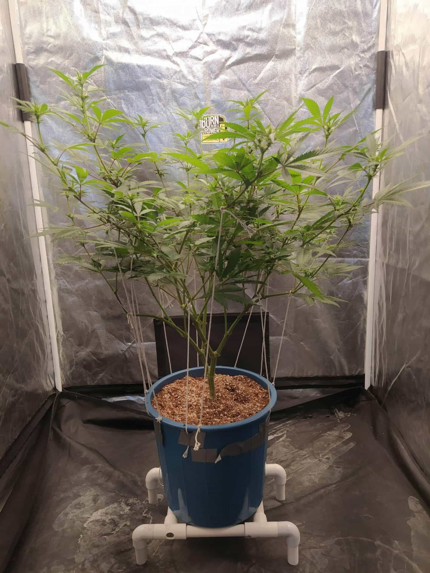 GUANABANA PLANT