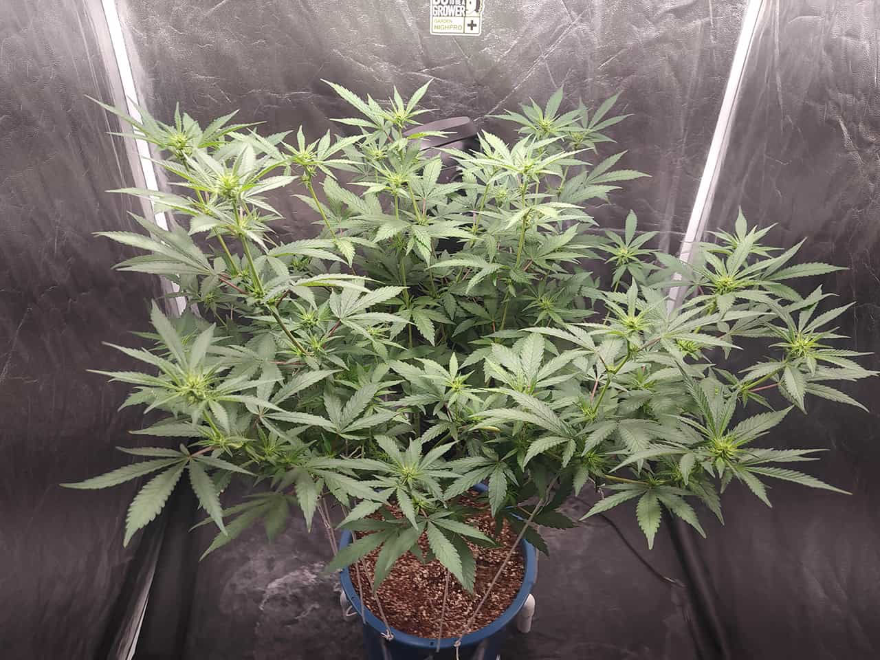 GUANABANA PLANT