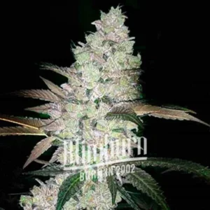 Apple and Banana Cannabis Extraction product with high THC and low CBD levels, featuring a balanced hybrid strain with unique apple and banana flavors.