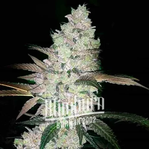 Apple and Banana Cannabis Extraction product with high THC and low CBD levels, featuring a balanced hybrid strain with unique apple and banana flavors.