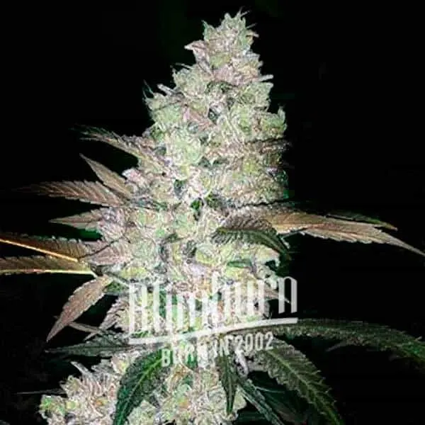 Apple and Banana Cannabis Extraction product with high THC and low CBD levels, featuring a balanced hybrid strain with unique apple and banana flavors.