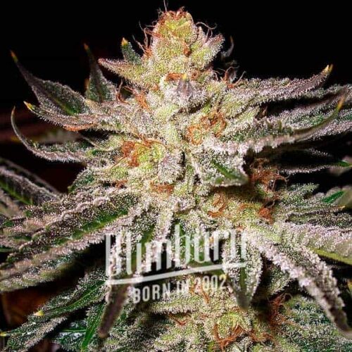 Grape Gas Cannabis Extraction, a high-quality cannabis product with a rich cannabinoid profile, offers a balanced mix of indica and sativa effects. High in THC, it provides relaxation and uplifts mood, perfect for both medicinal and recreational use.