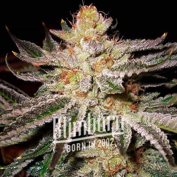 Grape Gas Cannabis Extraction, a high-quality cannabis product with a rich cannabinoid profile, offers a balanced mix of indica and sativa effects. High in THC, it provides relaxation and uplifts mood, perfect for both medicinal and recreational use.