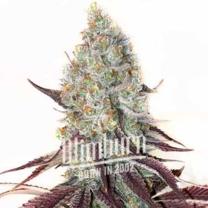 Guava Cannabis Extraction, a potent hybrid cannabis product with high THC levels from 27% to 30%, offers an uplifting, energetic experience. Ideal for medicinal and recreational use, it blends flavors of sweet vanilla and mint.