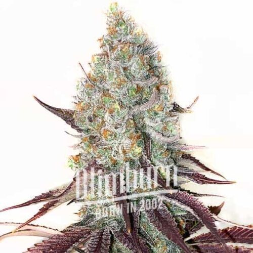 Guava Cannabis Extraction, a potent hybrid cannabis product with high THC levels from 27% to 30%, offers an uplifting, energetic experience. Ideal for medicinal and recreational use, it blends flavors of sweet vanilla and mint.