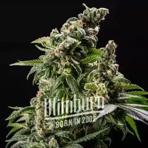 How To Grow Cafe Racer Autoflowering