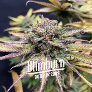 Jealousy Cannabis Extraction, a high-THC indica product with a robust flavor profile, delivering potent effects for both recreational and medicinal use.