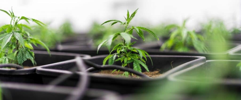Rows of young, vibrant green plants in black square pots, extending into a blurred background.
