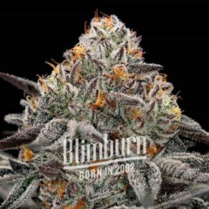 Jar of Oreoz Cannabis Extraction, a high-THC indica strain with diesel and vanilla notes, designed for relaxation and pain relief.