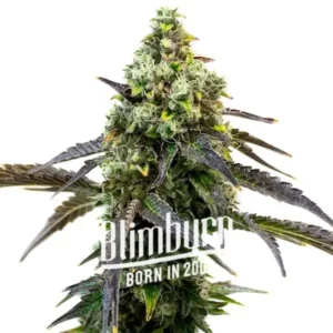 RS11 Cannabis Extraction offers a strong, relaxing experience with a high THC content derived from the Rainbow Sherbet #11 x Kosher strain, ideal for alleviating pain and stress.