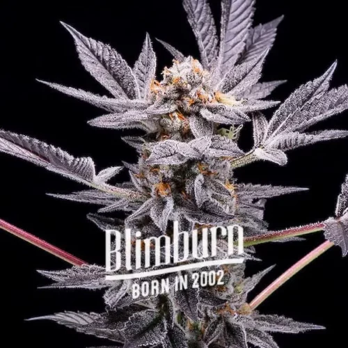 Zoap Cannabis Extraction product, high THC of 24%-26%, rich in Caryophyllene, Limonene, and Linalool terpenes, ideal for alleviating anxiety, insomnia, and pain