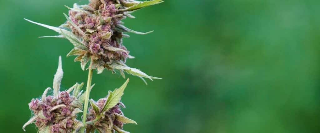 Uncover how indica, sativa, and hybrid strains affect sexual experiences.