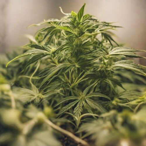 Grow healthy cannabis seedlings