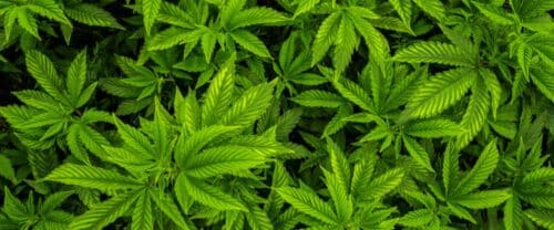 Cannabis growing with the right companion plants