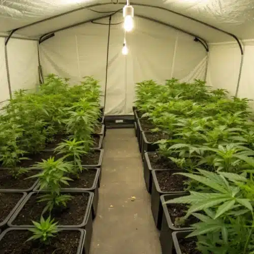 Indoor grow room with thriving Durban Poison seedlings under LED lighting.