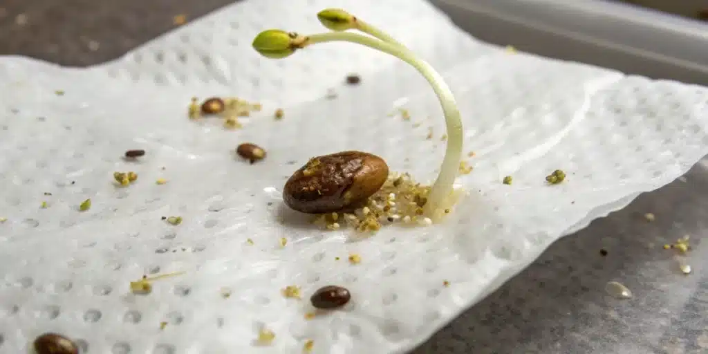 Durban Poison seed sprouting on a moist paper towel, showcasing early germination.