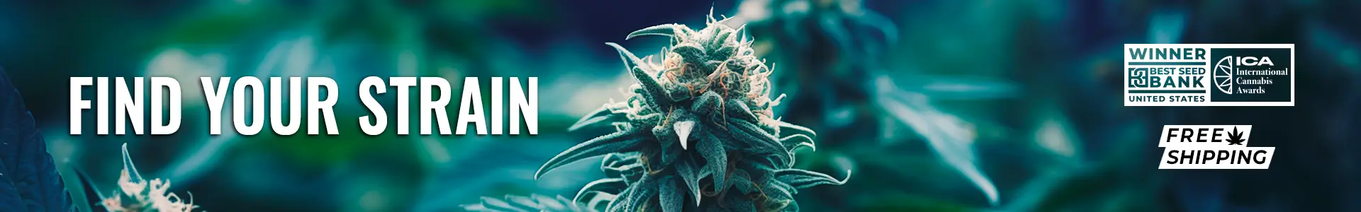 Explore our extensive collection of award-winning cannabis strains at Blimburn Seeds. Find the perfect strain for your needs with easy filtering options. Enjoy free shipping on all orders and discover why we're a top-rated seed bank globally!