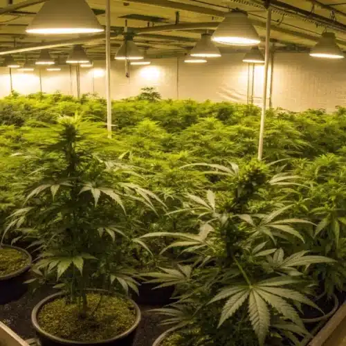 Indoor grow room with several Girl Scout Cookies plants illuminated by LED grow lights.