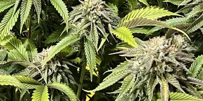 How to Grow Khalifa Kush.