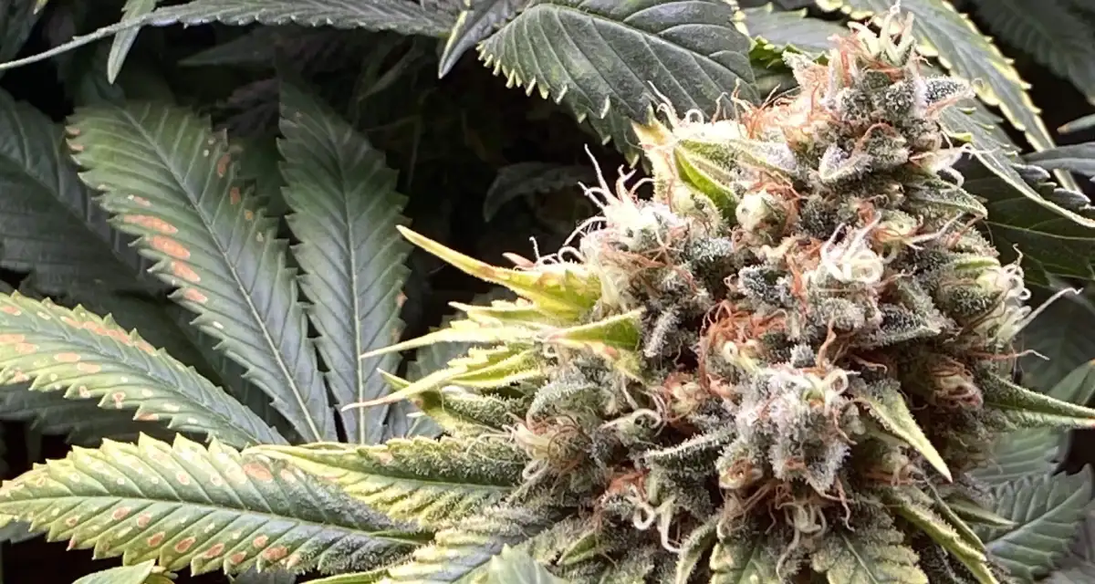 MAC Seeds