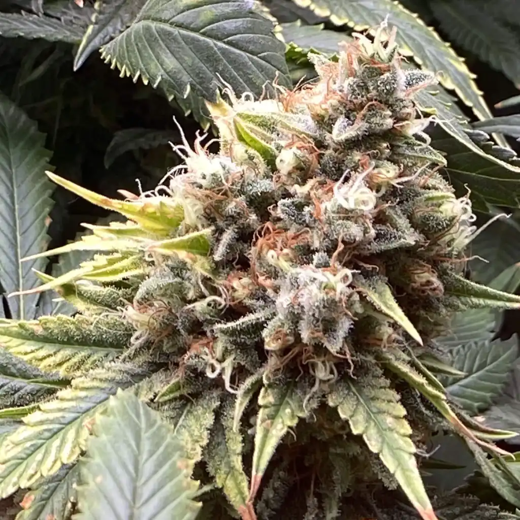 MAC Strain