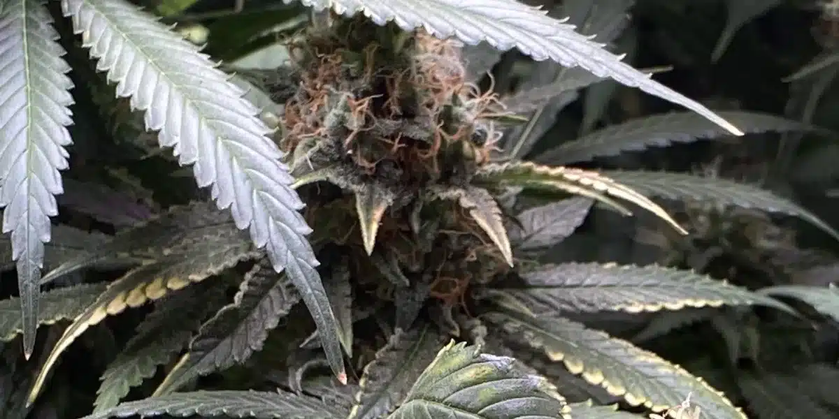 MAC Weed Strain