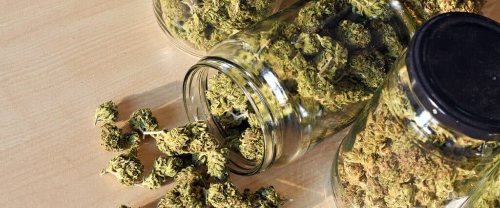 cannabis curing technique