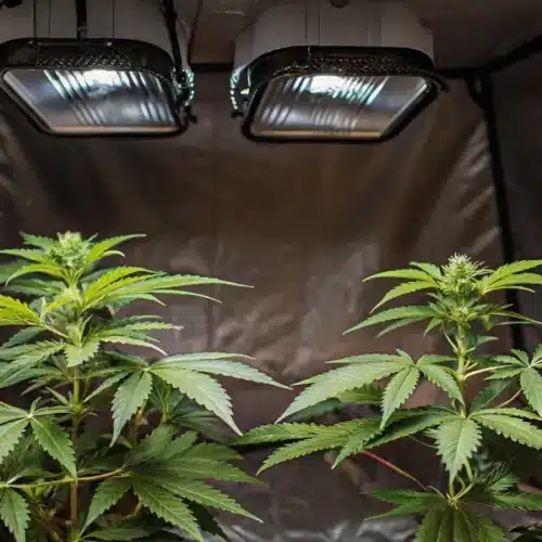 Compact indoor cannabis setup with two plants under LED lights inside a reflective grow tent.