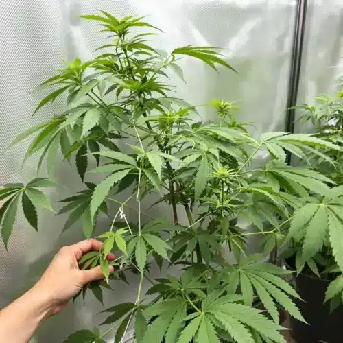 Close-up of a short cannabis plant with LST applied, showing branches bent and secured to control height.