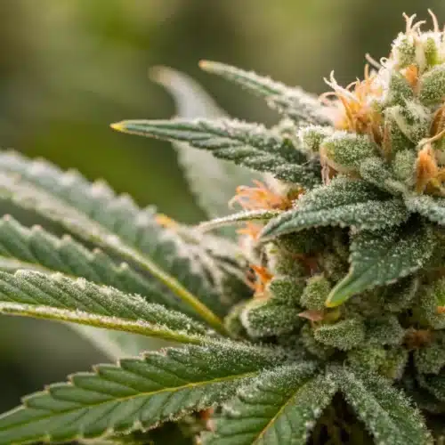 Macro shot of a mature Gush Mintz x Honey Drop bud showcasing thick resin and vivid hues.