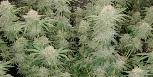 Fully matured Hellfire OG Autoflower strain with dense, resin-coated buds ready for harvest in an indoor grow setup.