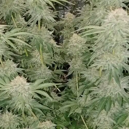 Fully matured Hellfire OG Autoflower strain with dense, resin-coated buds ready for harvest in an indoor grow setup.