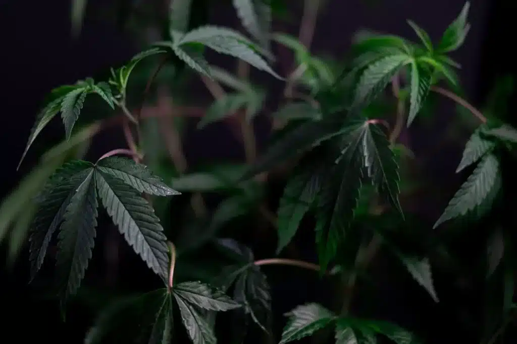 How to Care For a Weed Plant