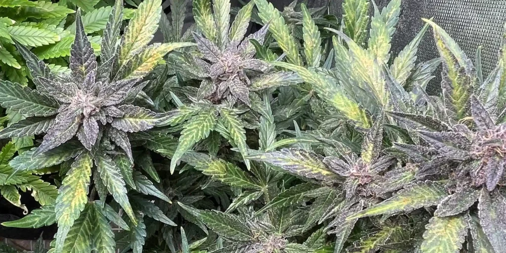 Pink Runtz Autoflower strain in the flowering phase, displaying purple-tinged buds covered in trichomes.