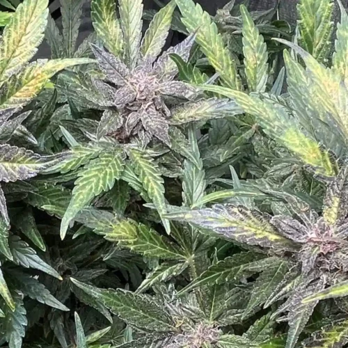 Pink Runtz Autoflower strain in the flowering phase, displaying purple-tinged buds covered in trichomes.