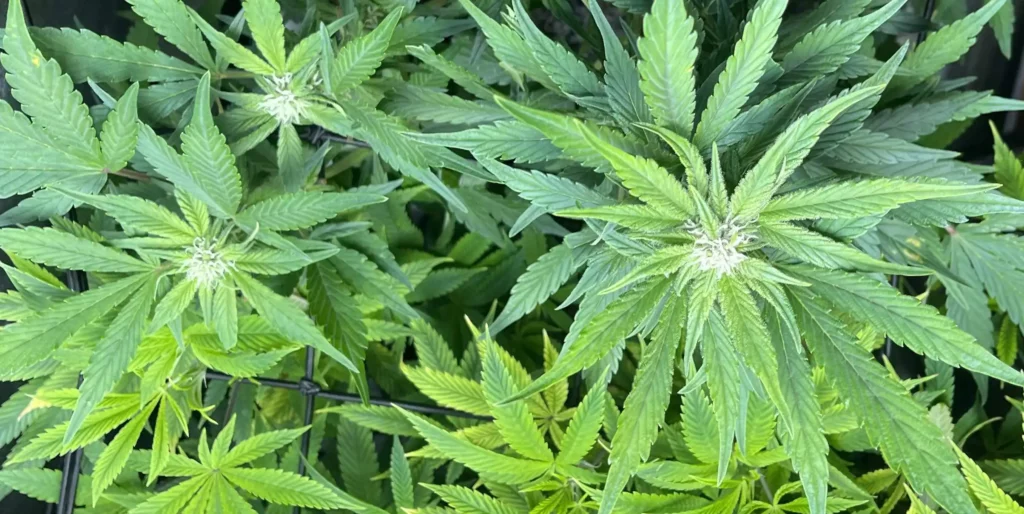 Pink Runtz Autoflower plants in the vegetative stage, developing strong branches and lush green foliage.