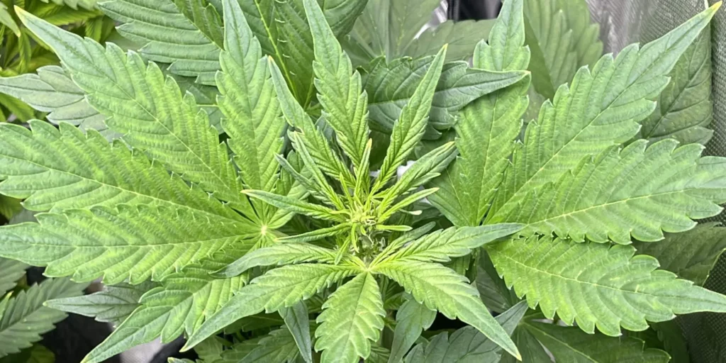 Young Pink Runtz Autoflower seedling with vibrant green leaves, showing early-stage cannabis growth.