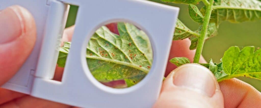 Protect your cannabis crop from spider mites