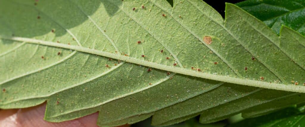 methods for preventing and eradicating spider mites from cannabis plants