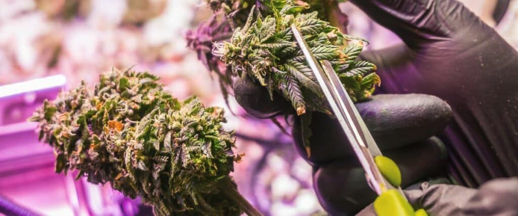 techniques for using cannabis trimming scissors
