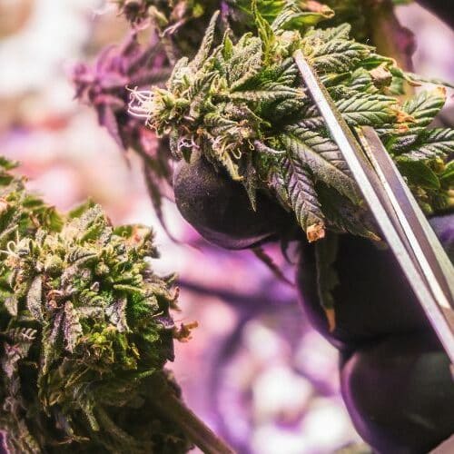 techniques for using cannabis trimming scissors
