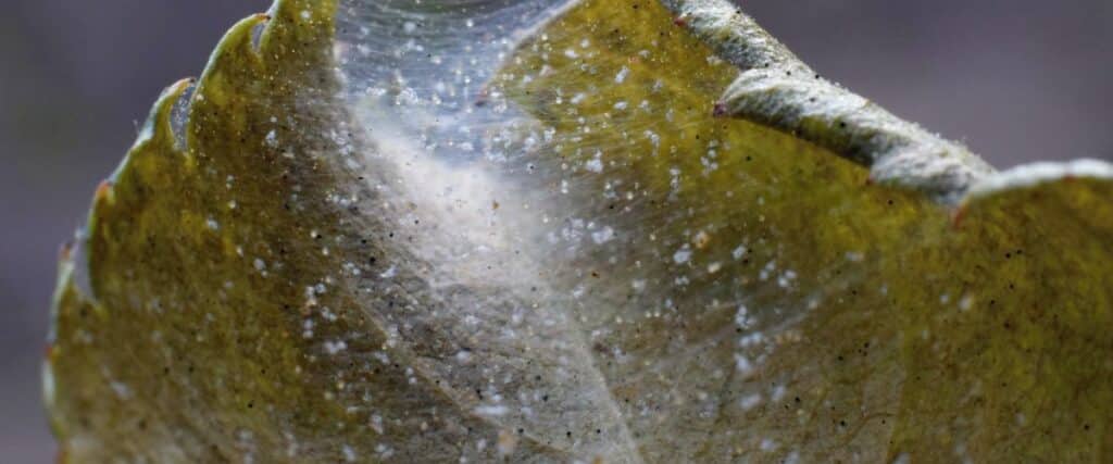 tips and tricks for managing spider mites