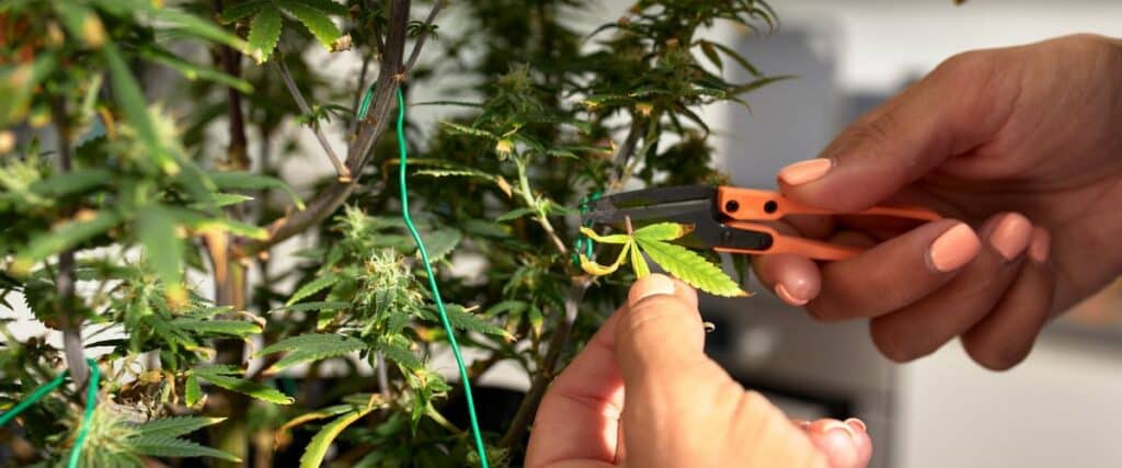 Top weed plants to enhance their growth and boost your harvest