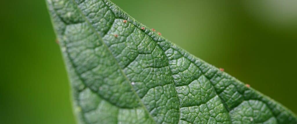 identify and eliminate spider mites on cannabis plants