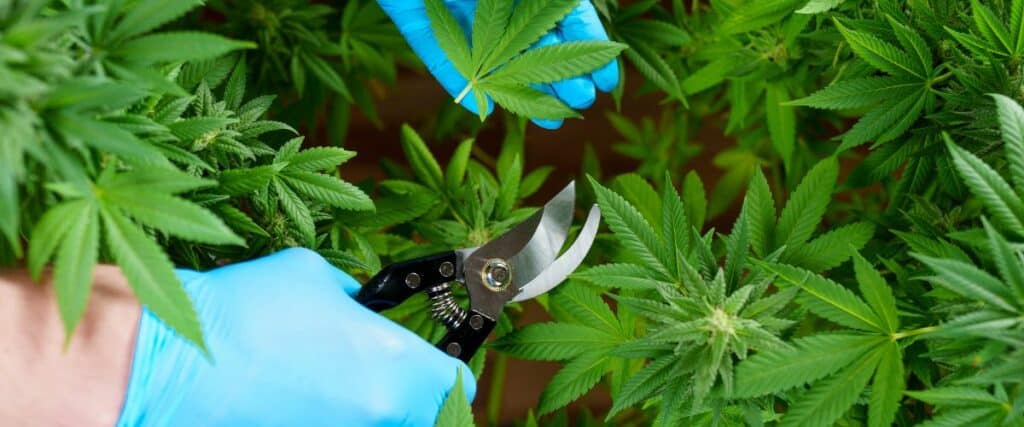 Timing is crucial when topping weed plants