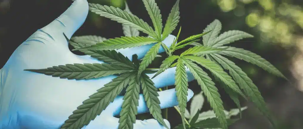 Organic weed seeds