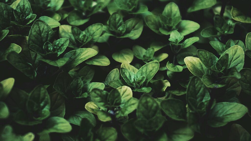 Cannabis Companion Plants Basil