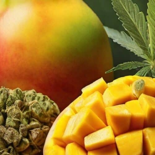 connection between mangoes and cannabis