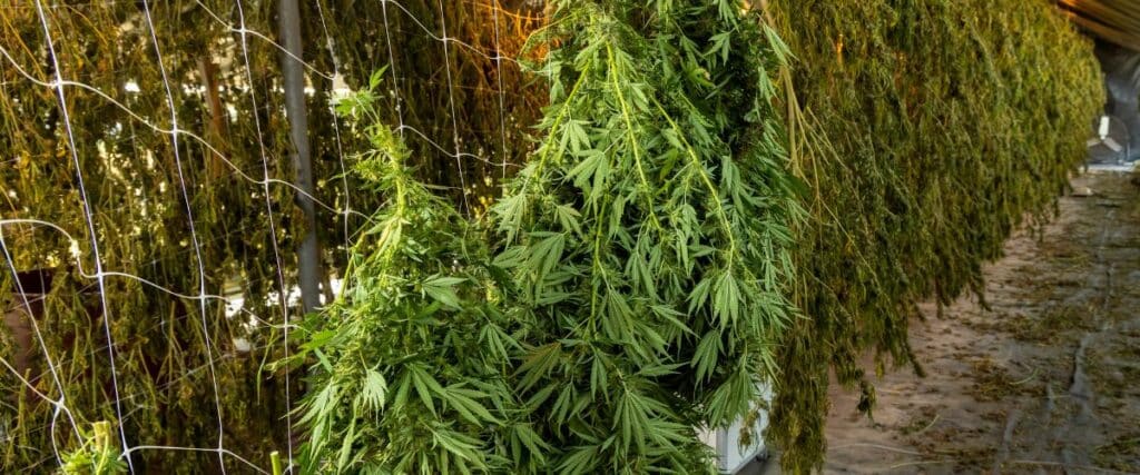 Explore the Best Drying Rack for Cannabis