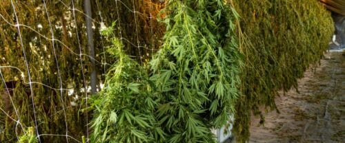 Explore the Best Drying Rack for Cannabis